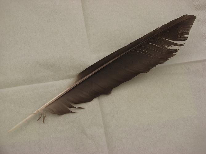 Penna - Cornacchia grigia (Corvus corone cornix)